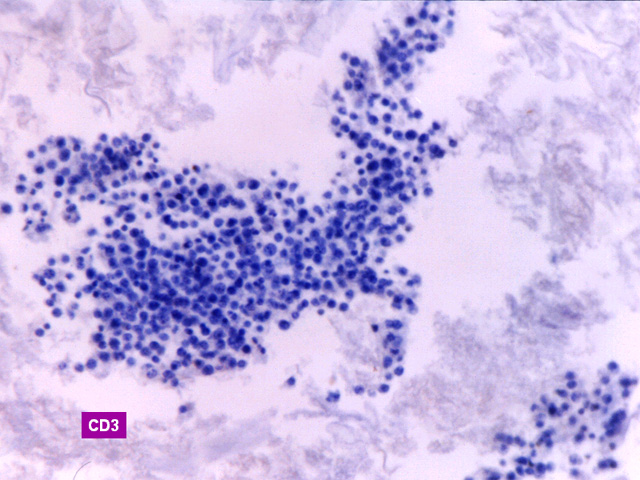 Fig.21: PEL. CD3 - <div style=